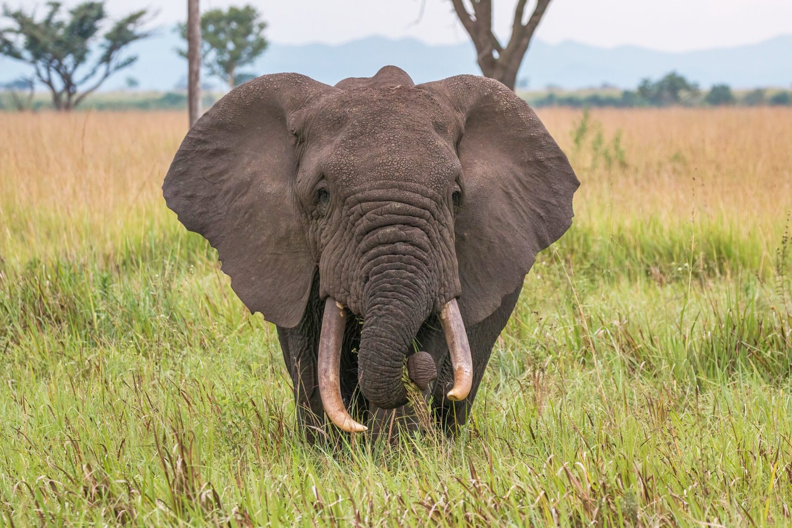 Elephants: The Gentle Giants (image credits: wikimedia)