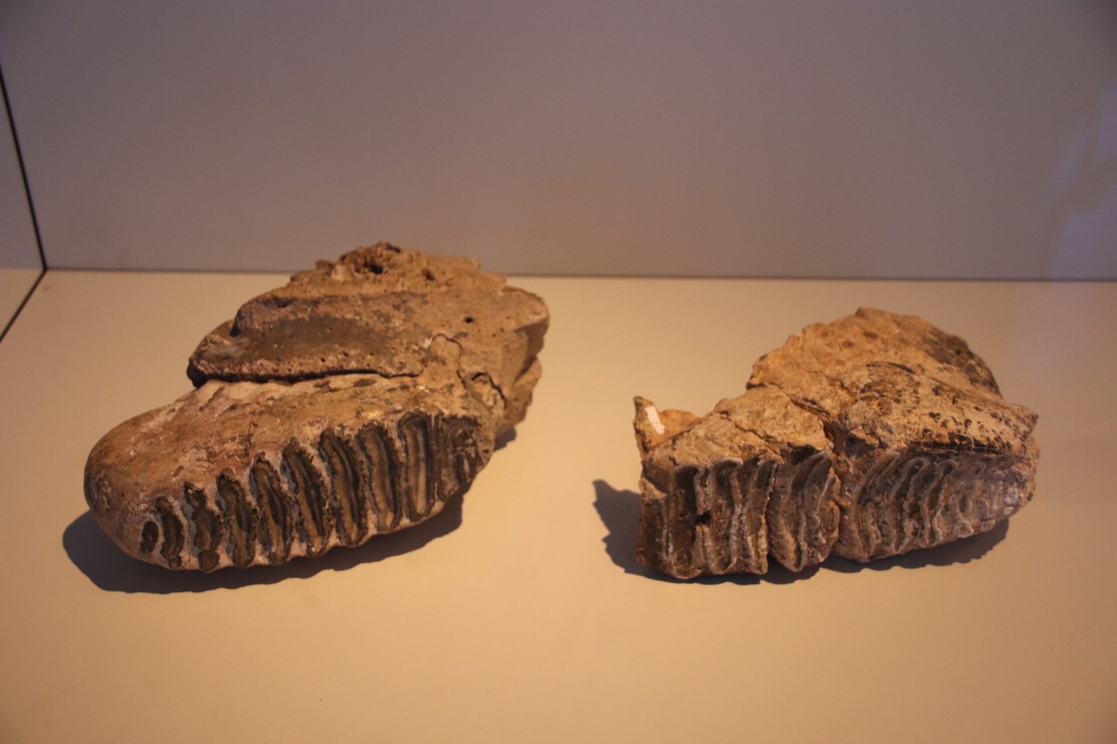 The Anatomy of Ancient Teeth (image credits: wikimedia)