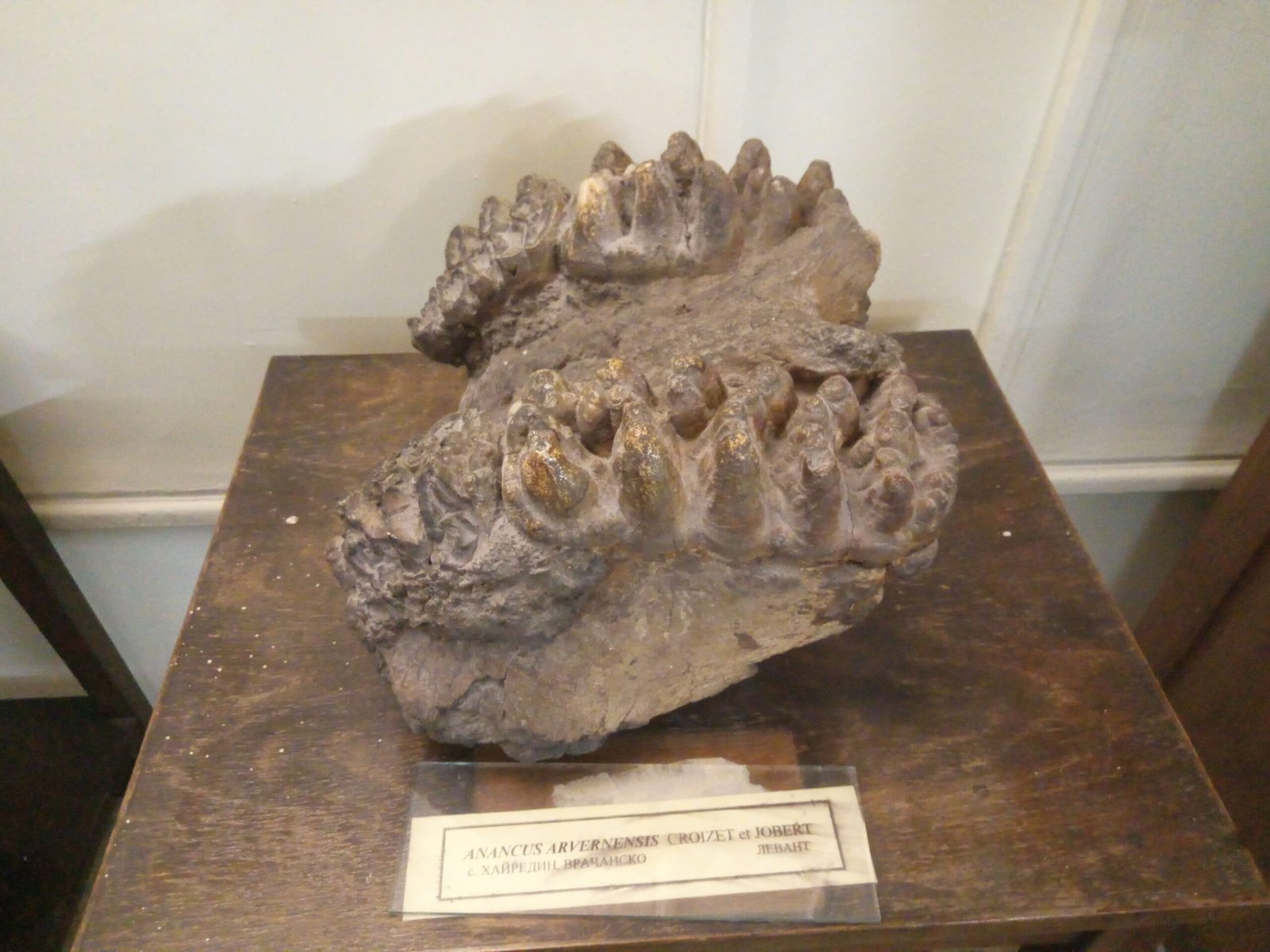 The Role of Teeth in Evolutionary Studies (image credits: wikimedia)