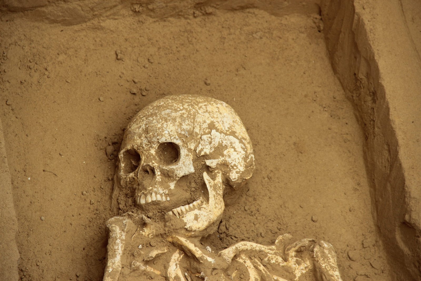 Case Studies: Remarkable Discoveries from Ancient Teeth (image credits: wikimedia)