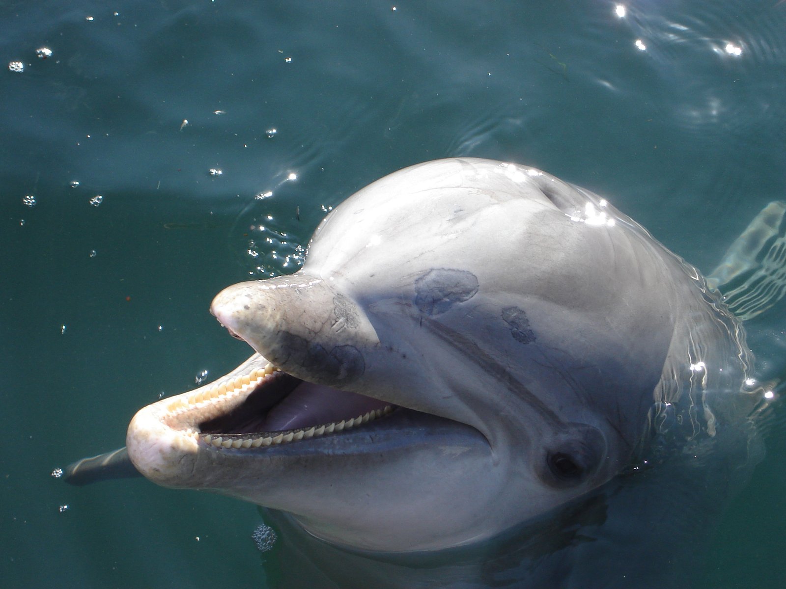 Why Dolphins Were Chosen for Military Missions (image credits: wikimedia)