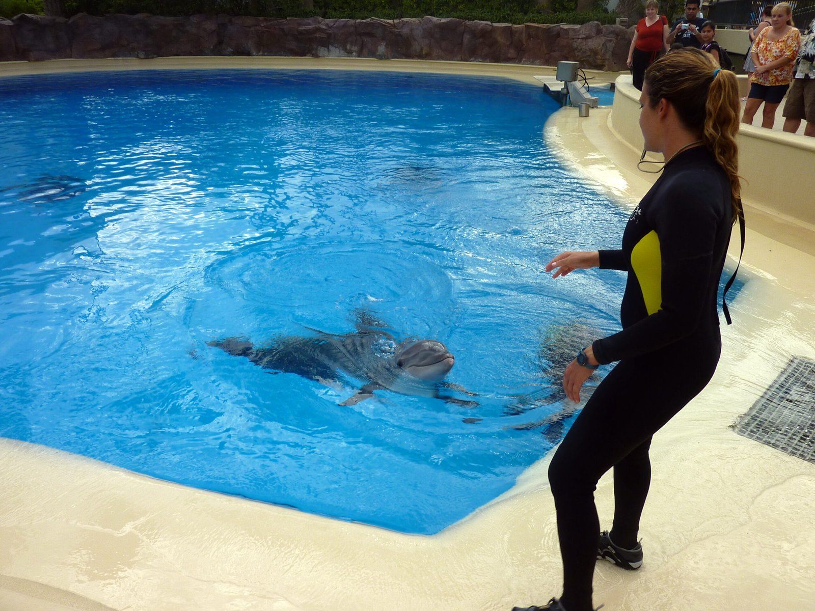 The Science Behind Dolphin Training (image credits: wikimedia)