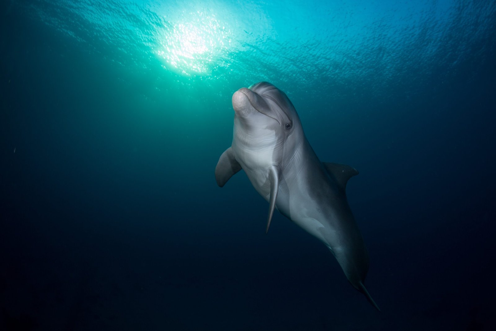 Impact on Dolphin Populations and Conservation Efforts (image credits: wikimedia)