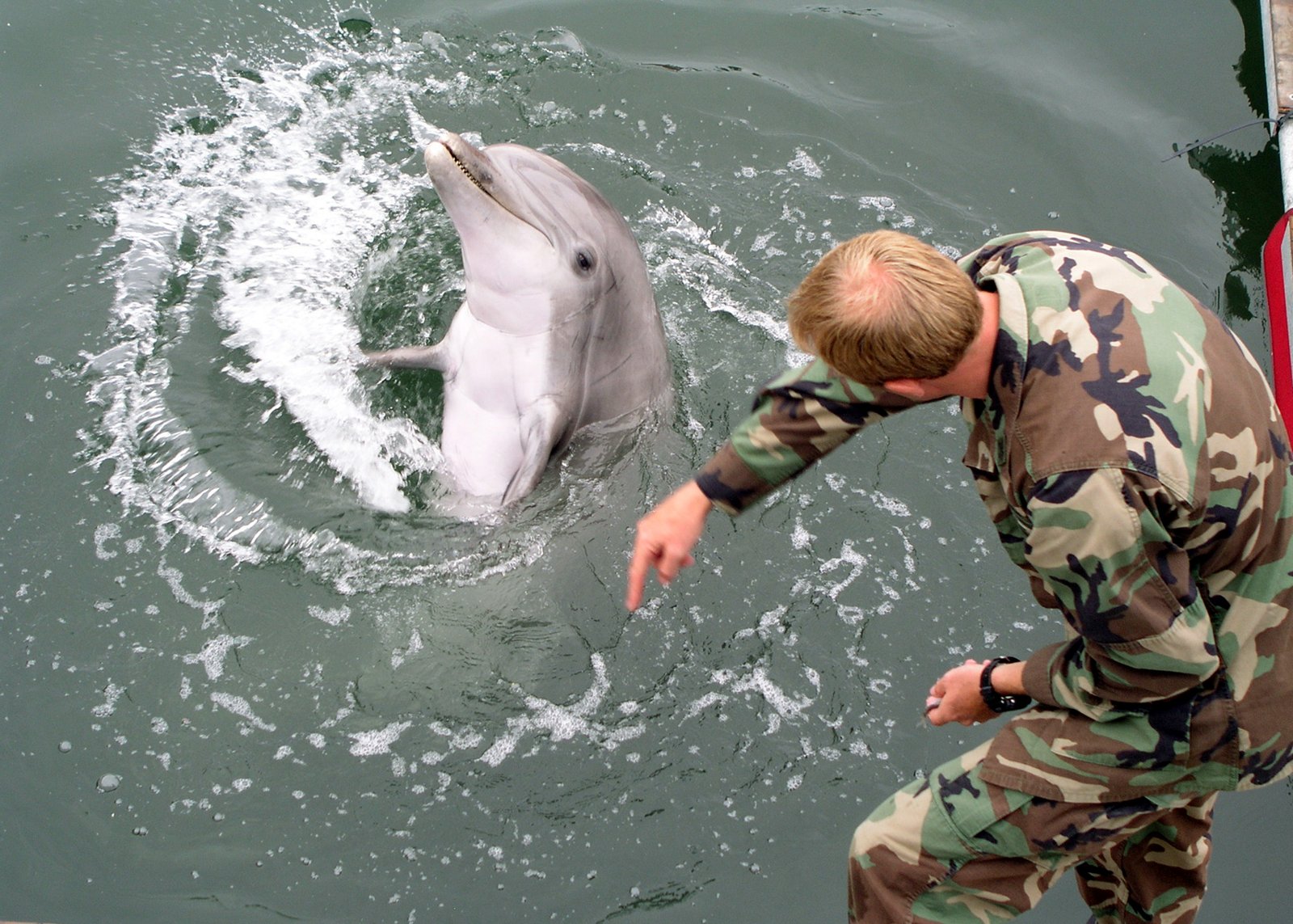 Lessons Learned from the Dolphin Military Program (image credits: wikimedia)