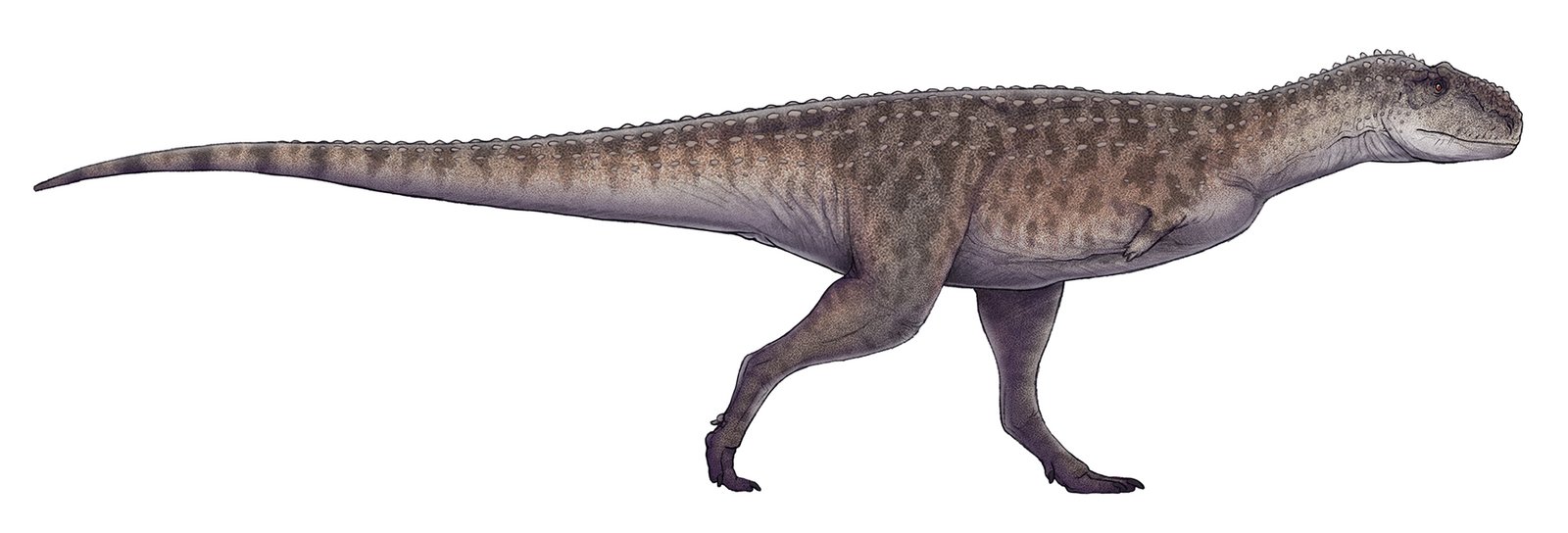 Rajasaurus: The King of the Dinosaurs (image credits: wikimedia)
