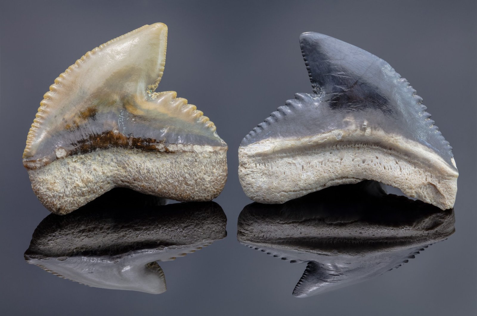 The Significance of the Fossil Record (image credits: wikimedia)