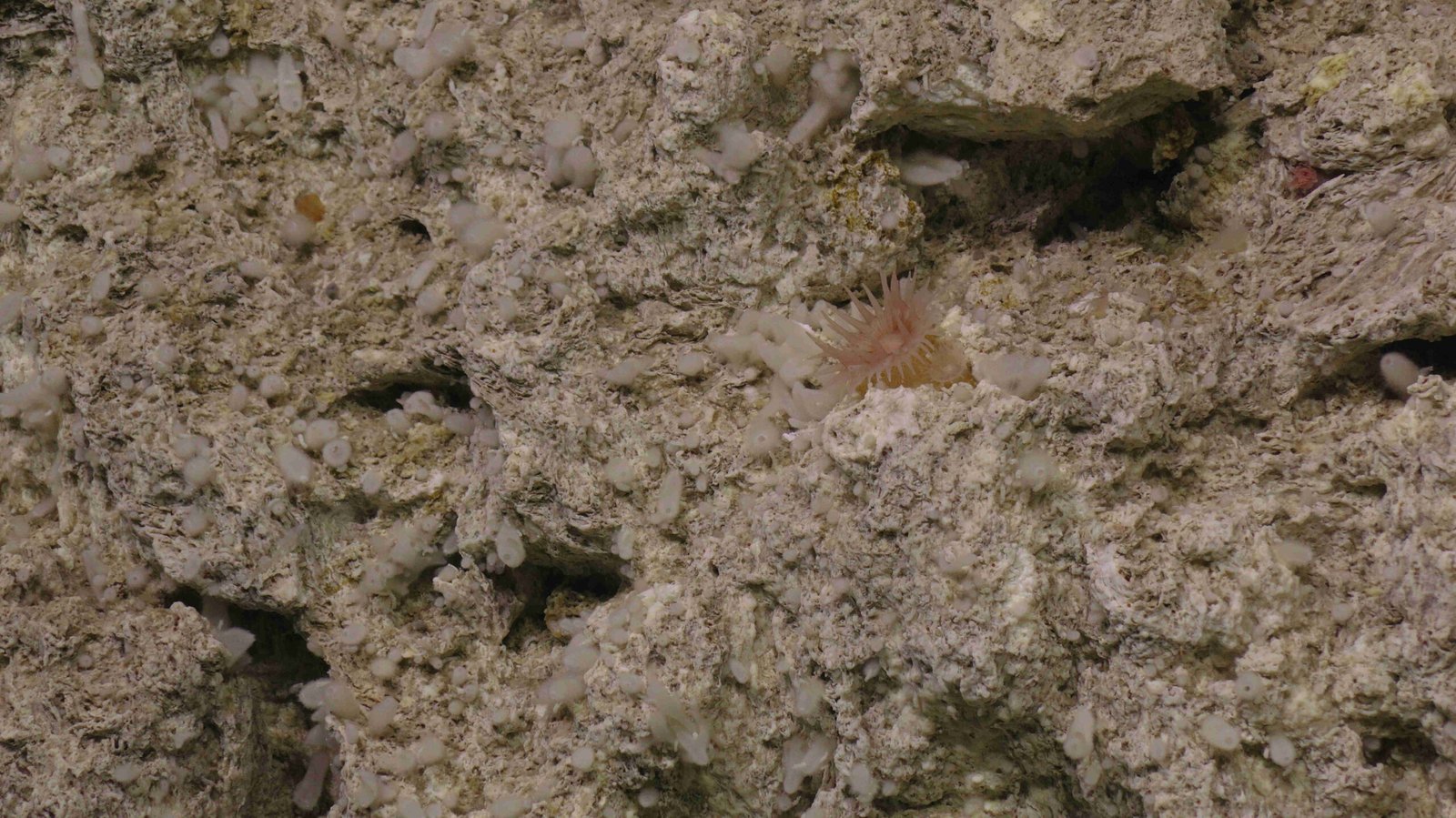 Life Forms in the Abyss (image credits: wikimedia)