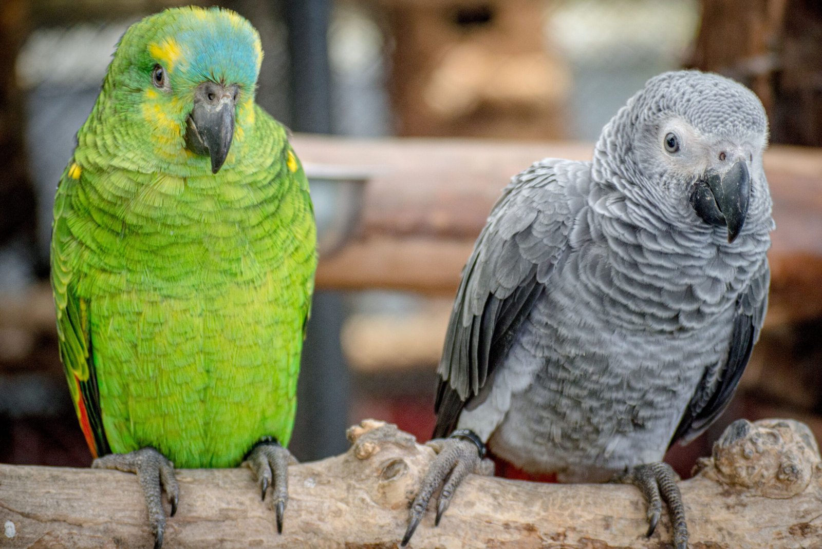 Learning from Human Language (image credits: wikimedia)