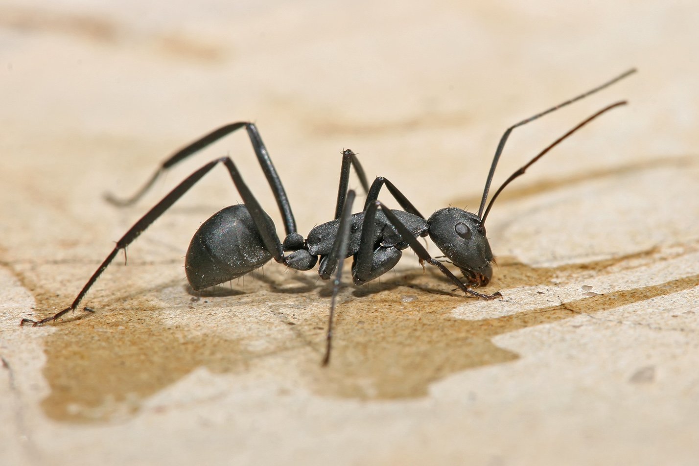 The Unassuming Victim: Carpenter Ants (image credits: wikimedia)