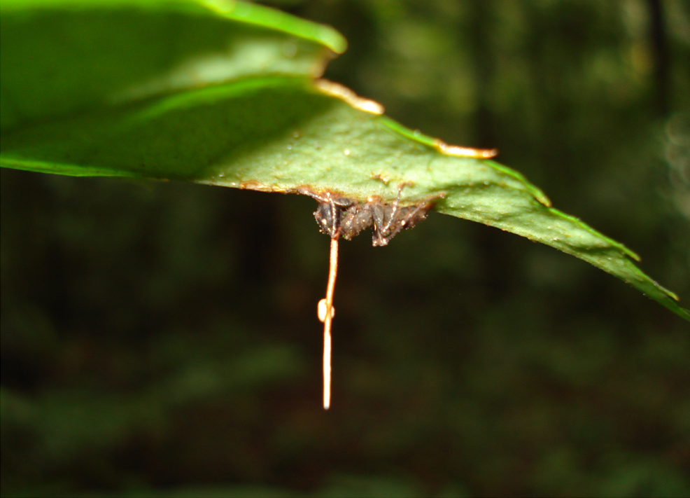 Initial Infection: A Stealthy Attack (image credits: wikimedia)