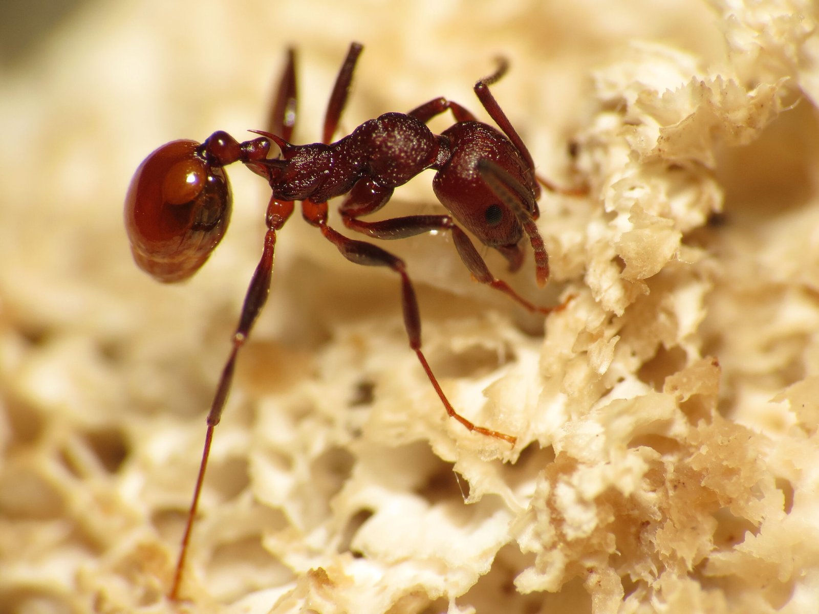 Fruiting Body Emergence: A Grim Harvest (image credits: wikimedia)