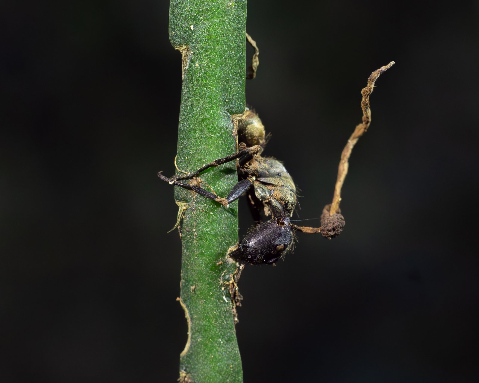 Nature’s Ingenious Strategies: A Lesson in Adaptation (image credits: wikimedia)