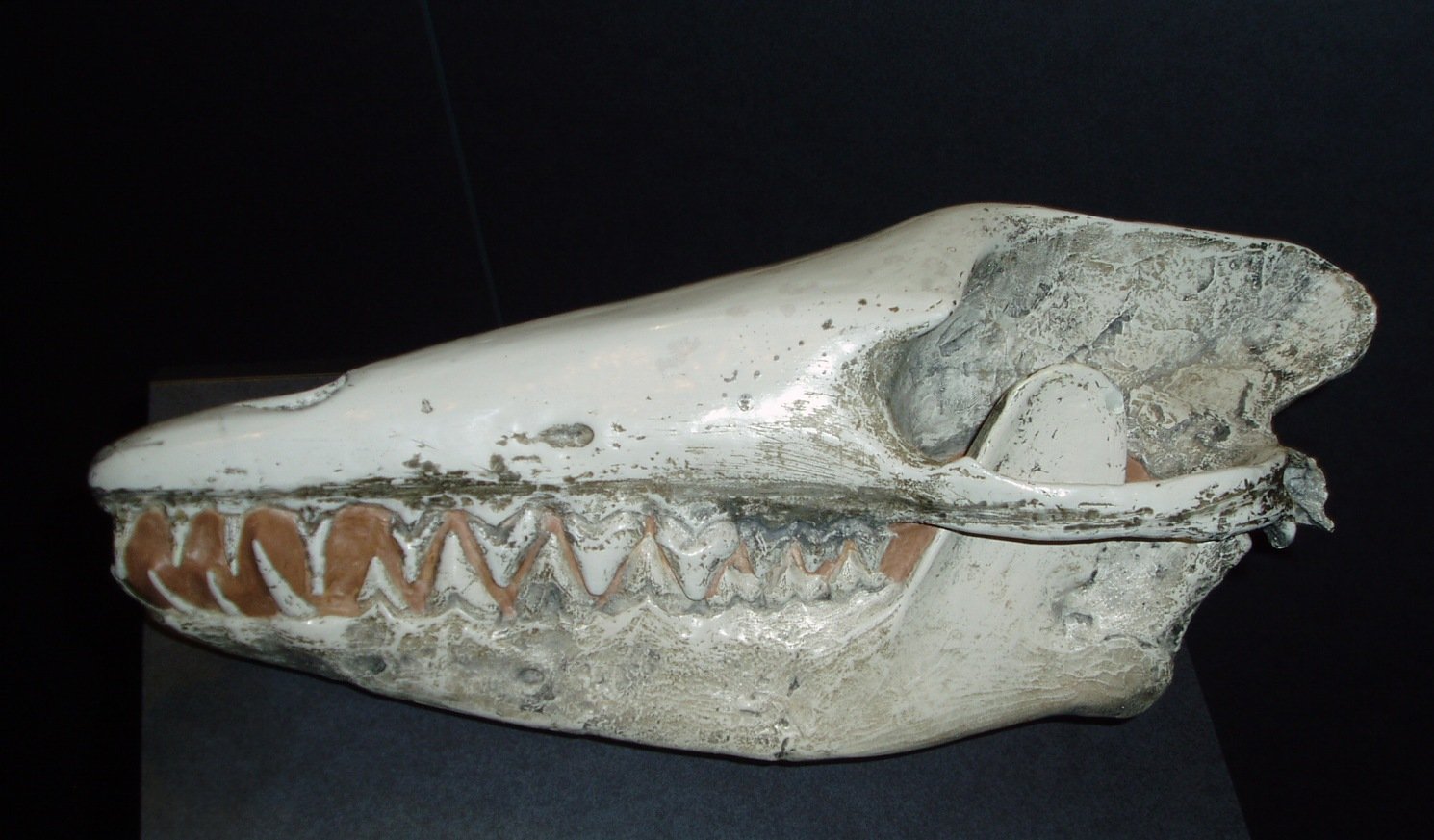 The Significance of Pakicetus (image credits: wikimedia)