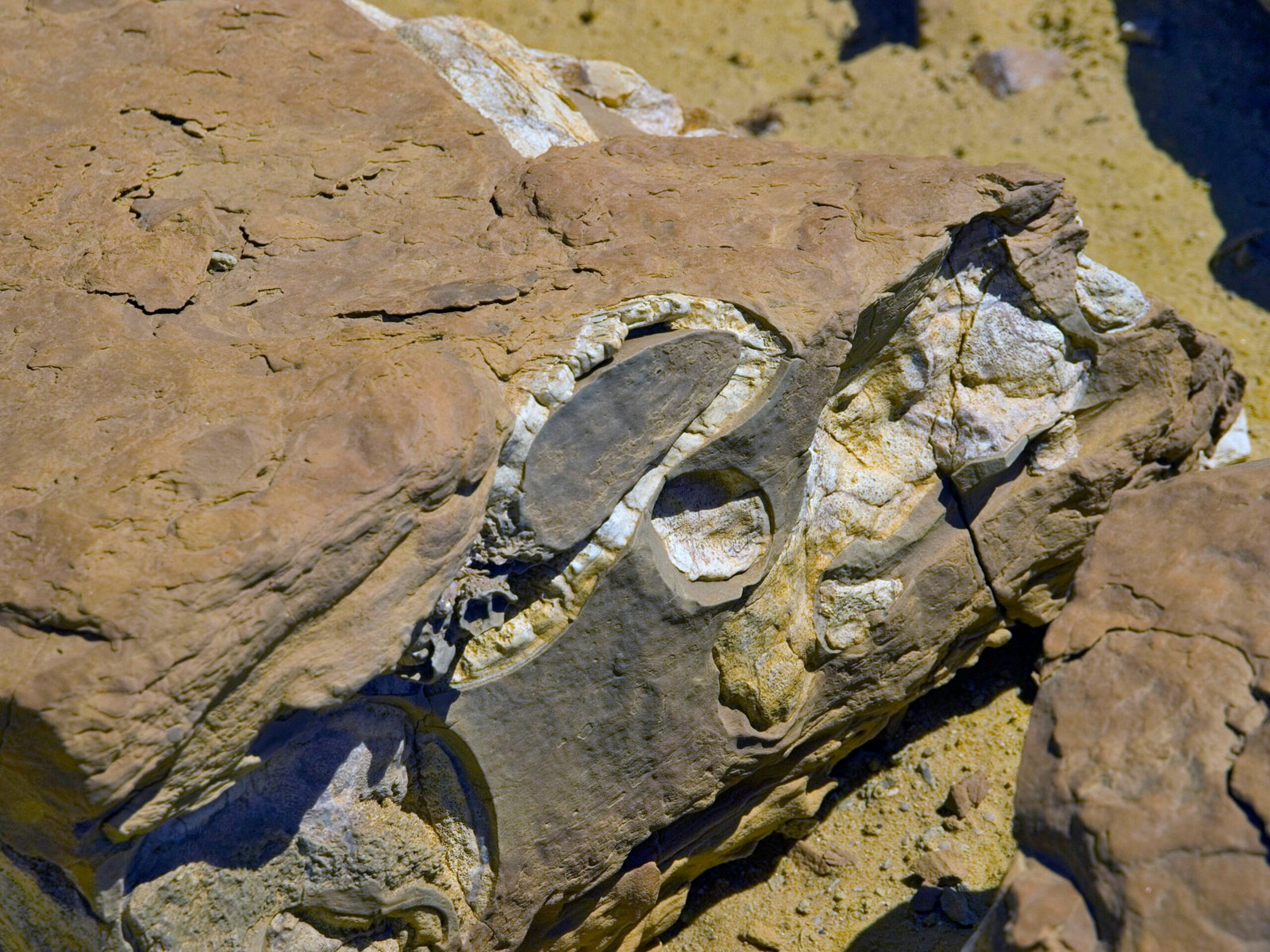 The Fossil Record: A Window into the Past (image credits: wikimedia)
