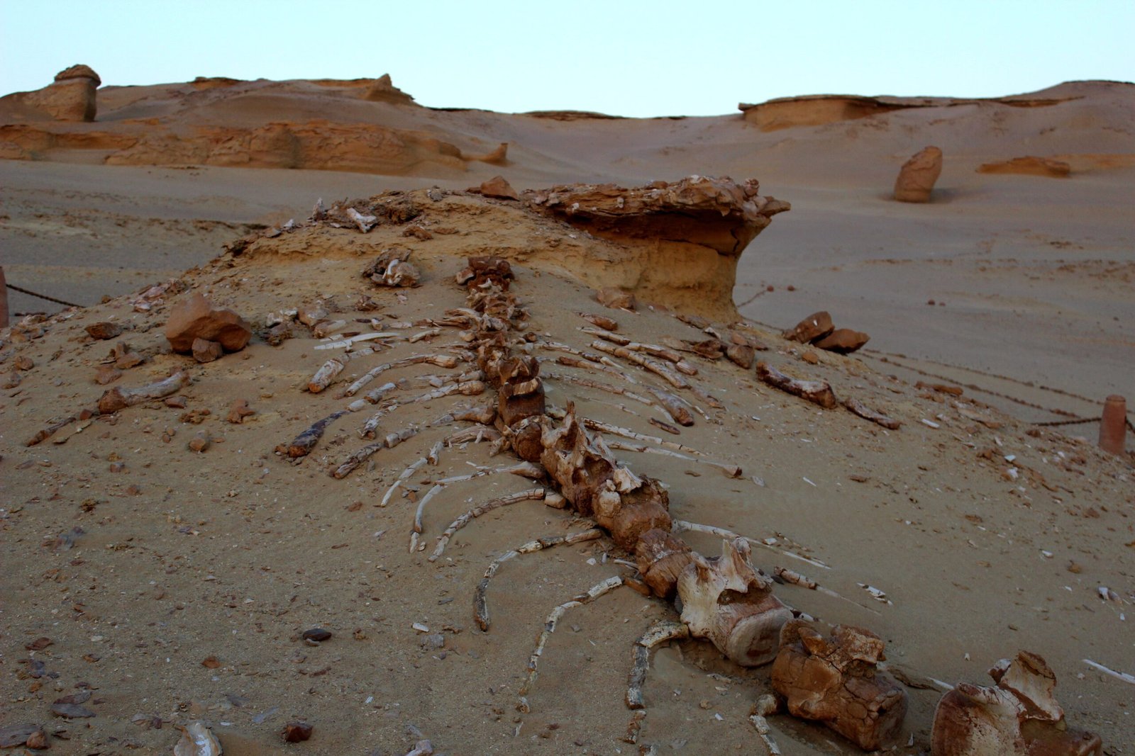 The Cultural and Scientific Importance (image credits: wikimedia)