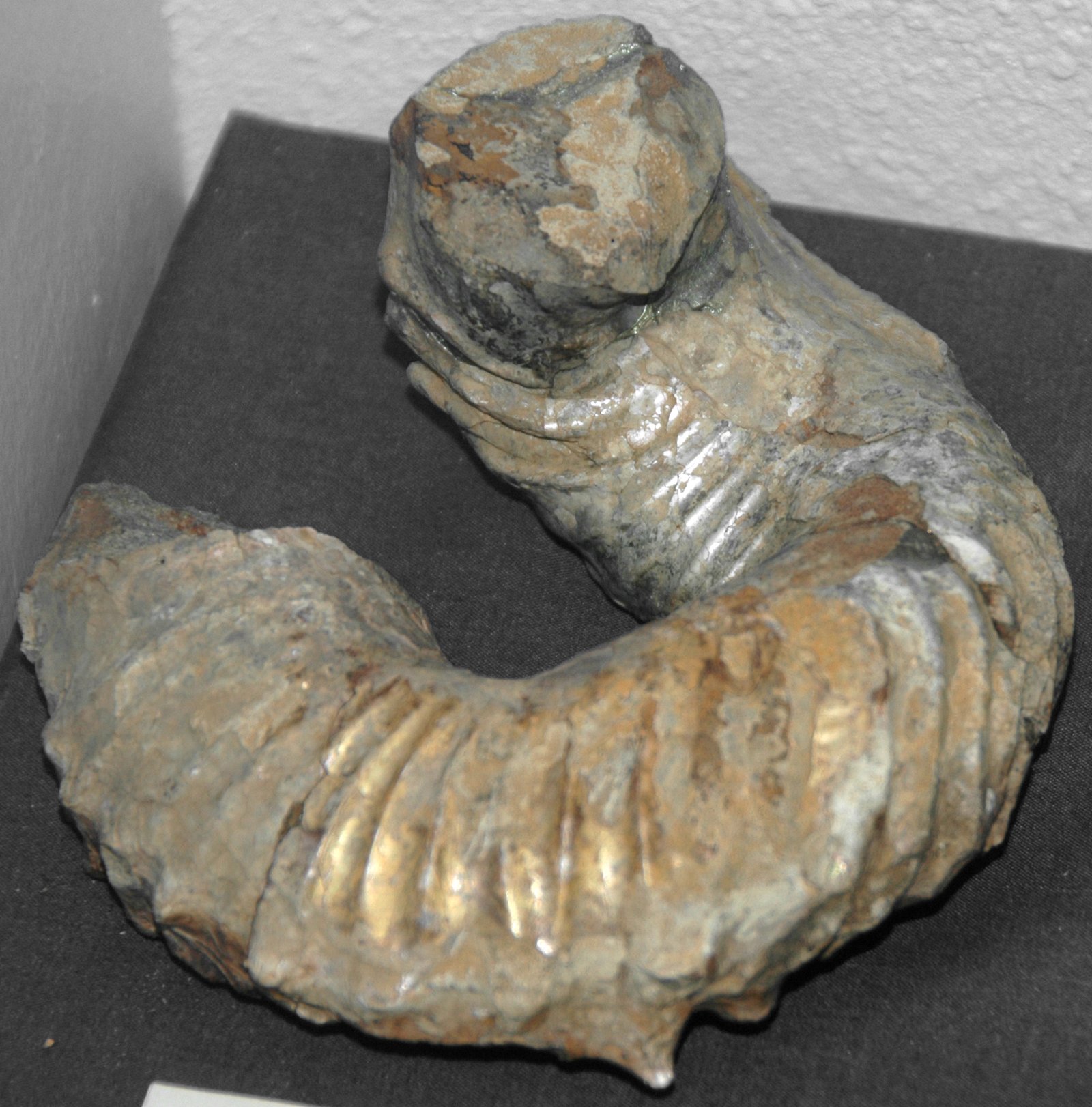 Richmond: A Window into Ancient Seas (image credits: wikimedia)