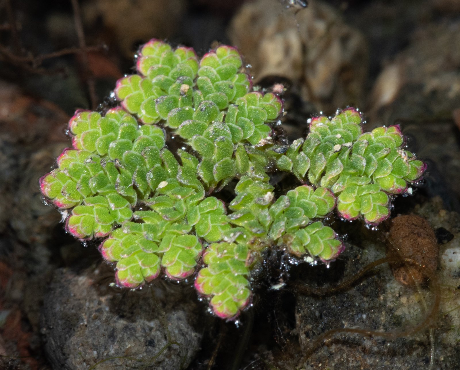 The Azolla Event: A Turning Point in Earth's History (image credits: wikimedia)