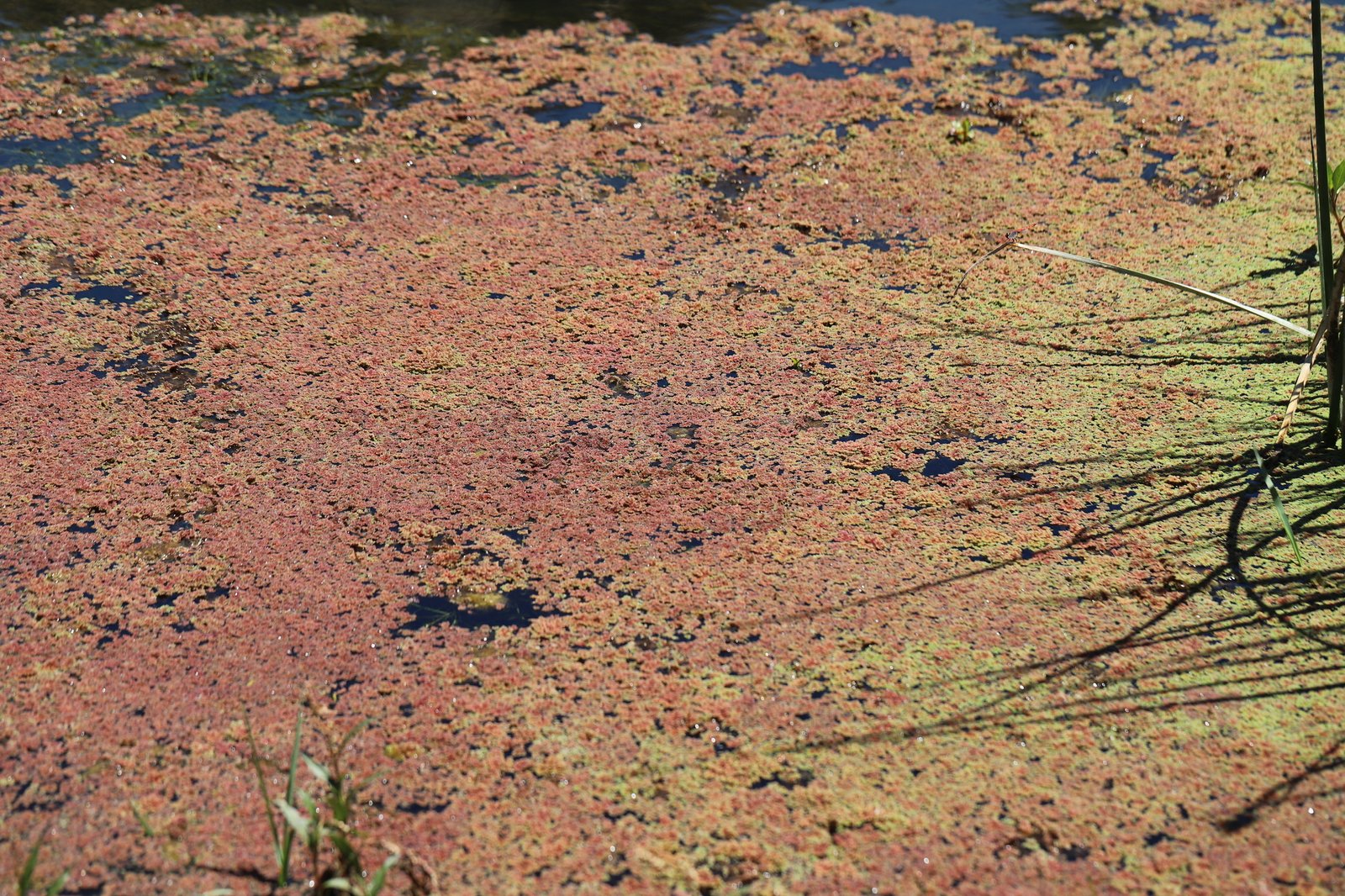 Azolla's Unique Symbiotic Relationship (image credits: wikimedia)