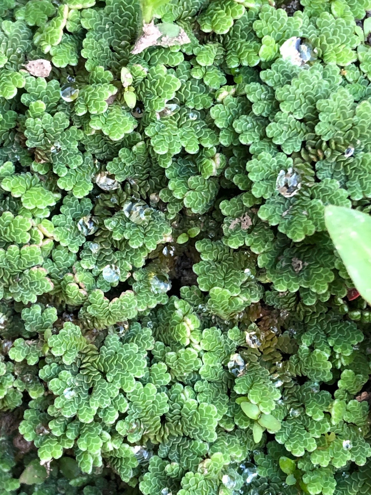 Challenges in Cultivating Azolla (image credits: wikimedia)