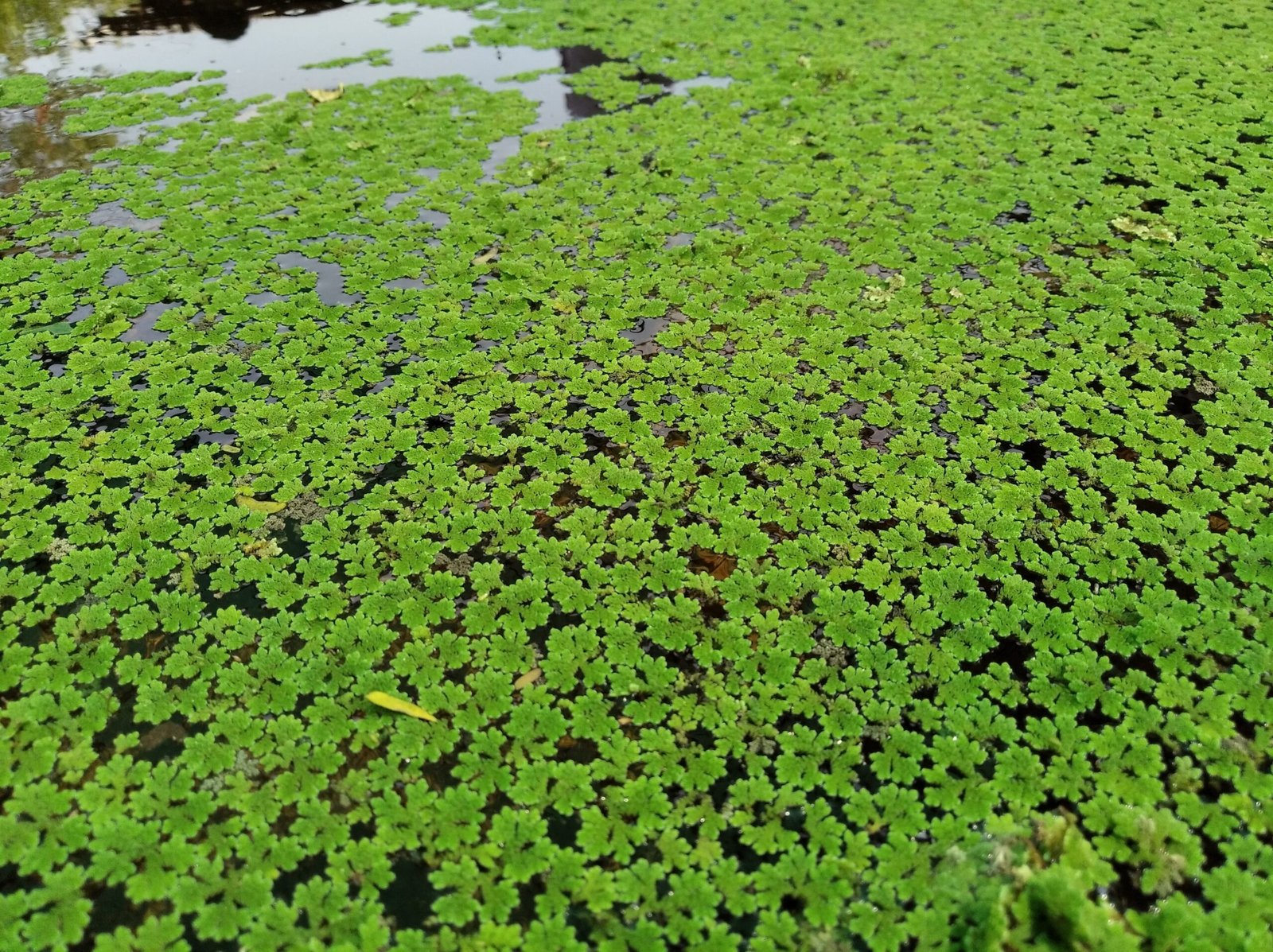Azolla's Role in Sustainable Agriculture (image credits: wikimedia)