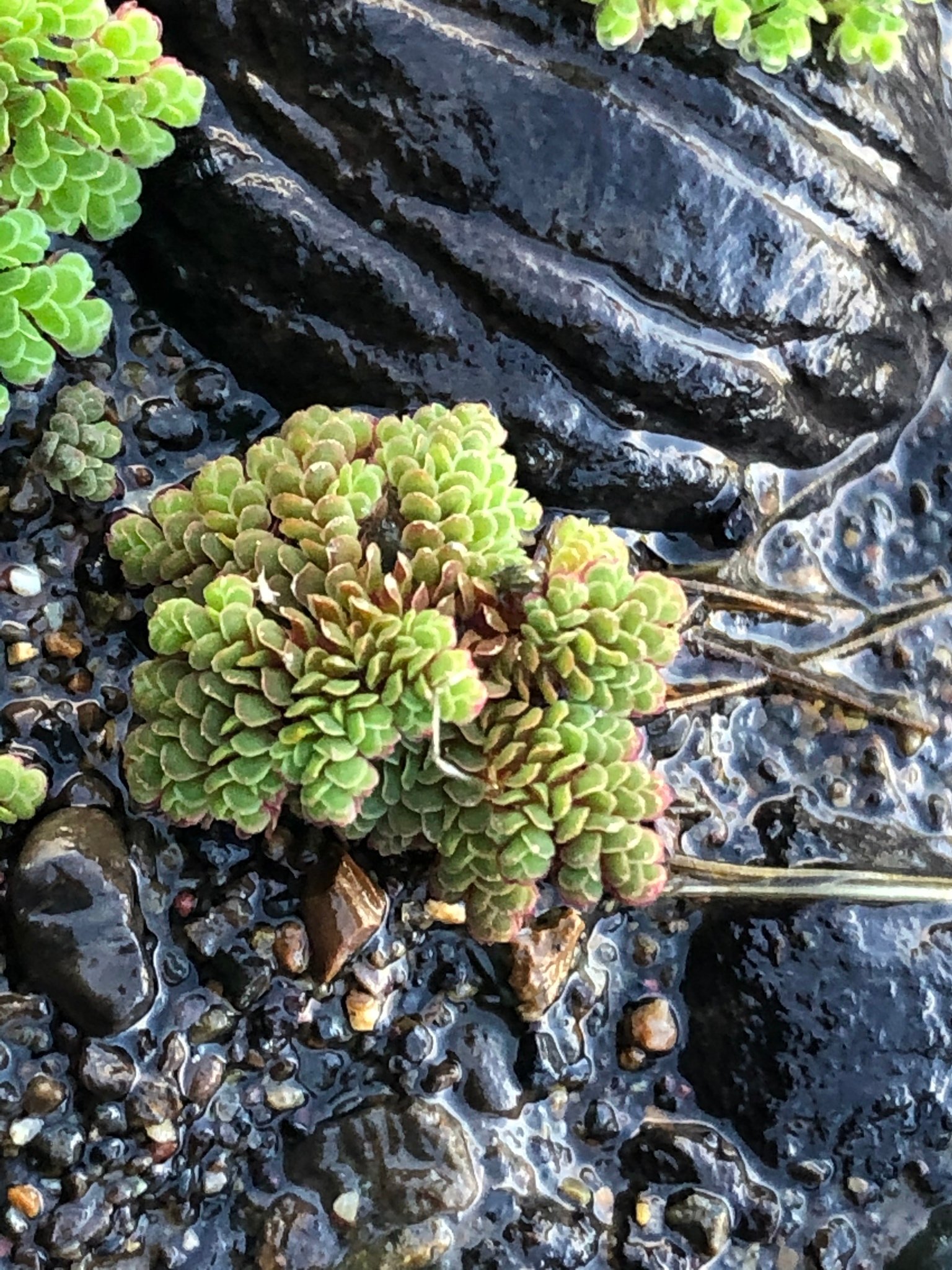 The Environmental Impact of Azolla Cultivation (image credits: wikimedia)