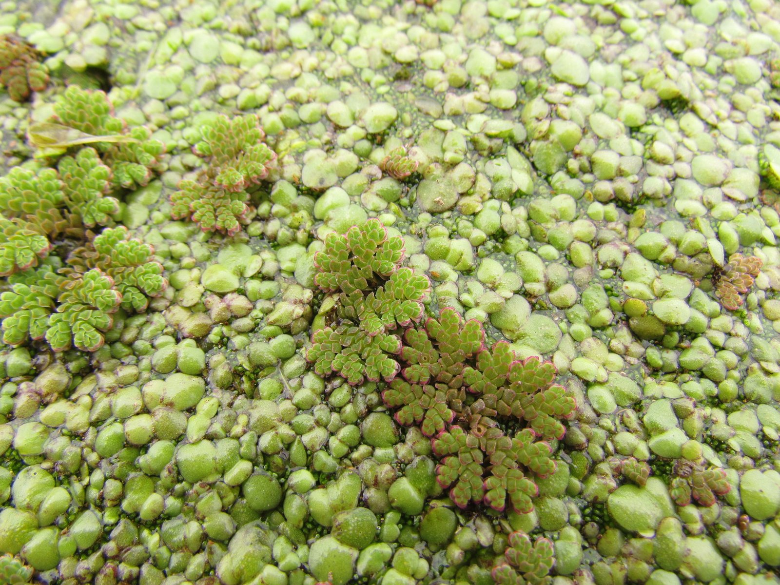 Azolla: A Beacon of Hope in the Climate Crisis (image credits: wikimedia)