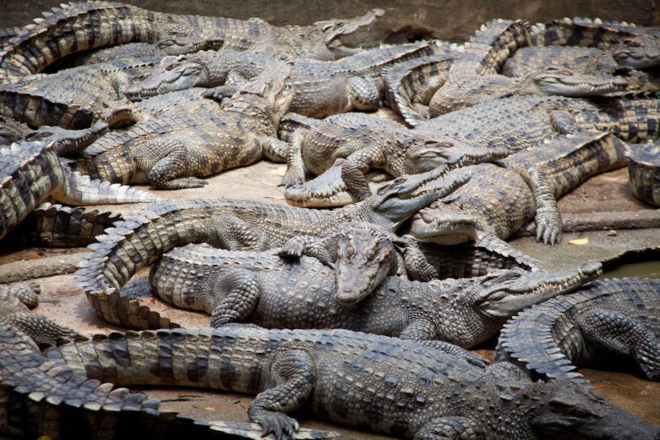 Cold-Blooded Masters: The Physiology of Alligators (image credits: pexels)