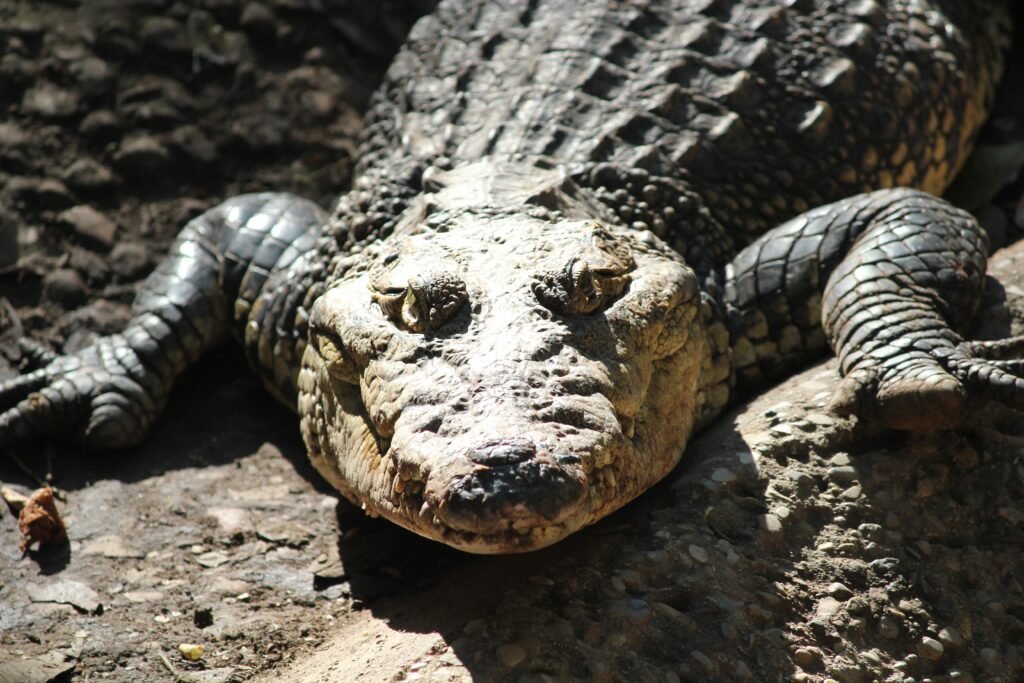 The Alligator Capital of the World: What Florida’s Apex Predator Teaches Us About Evolution