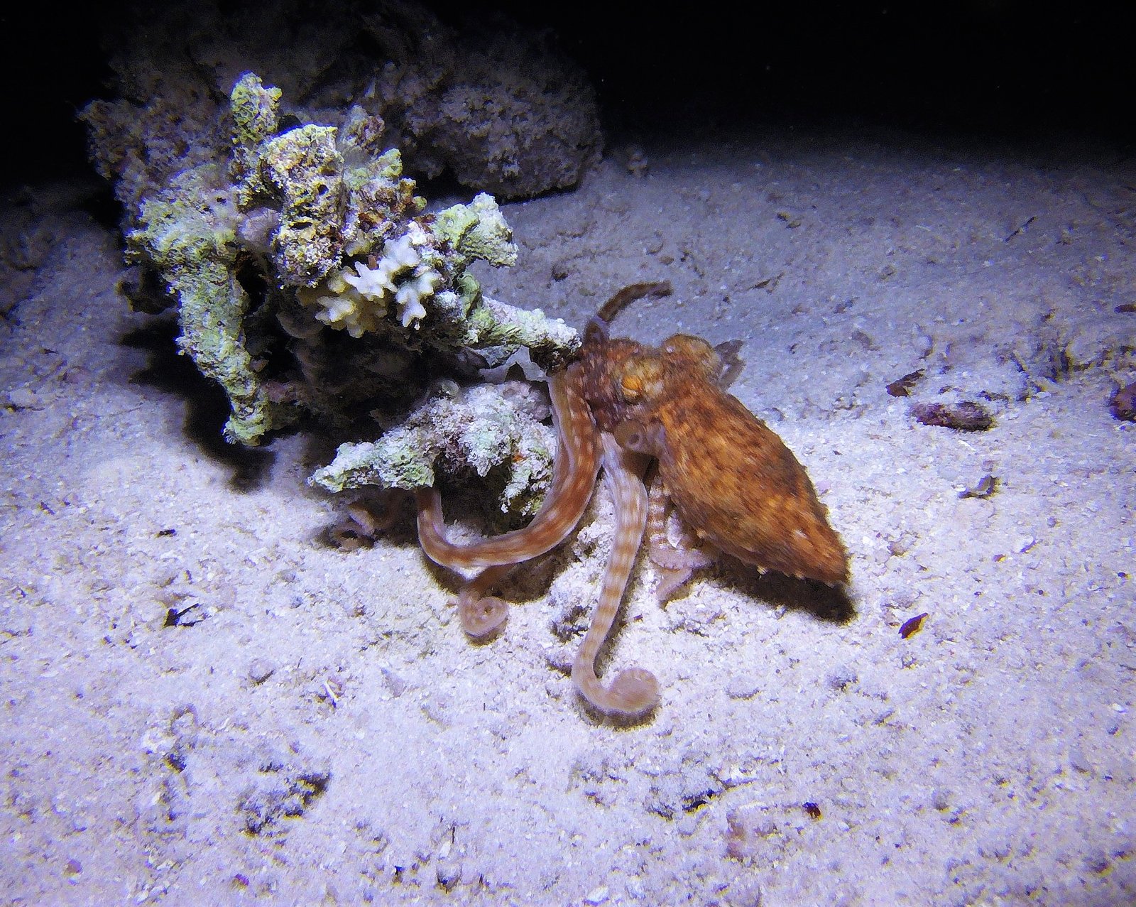 The Social Life of Octopuses (image credits: wikimedia)