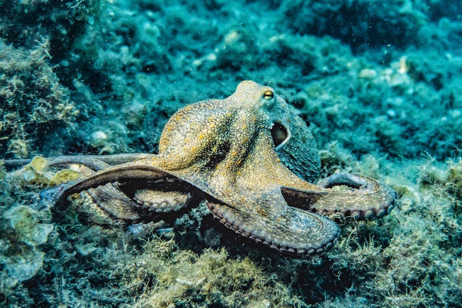 The Final Frontier: Are Octopuses Truly Alien? (image credits: pexels)