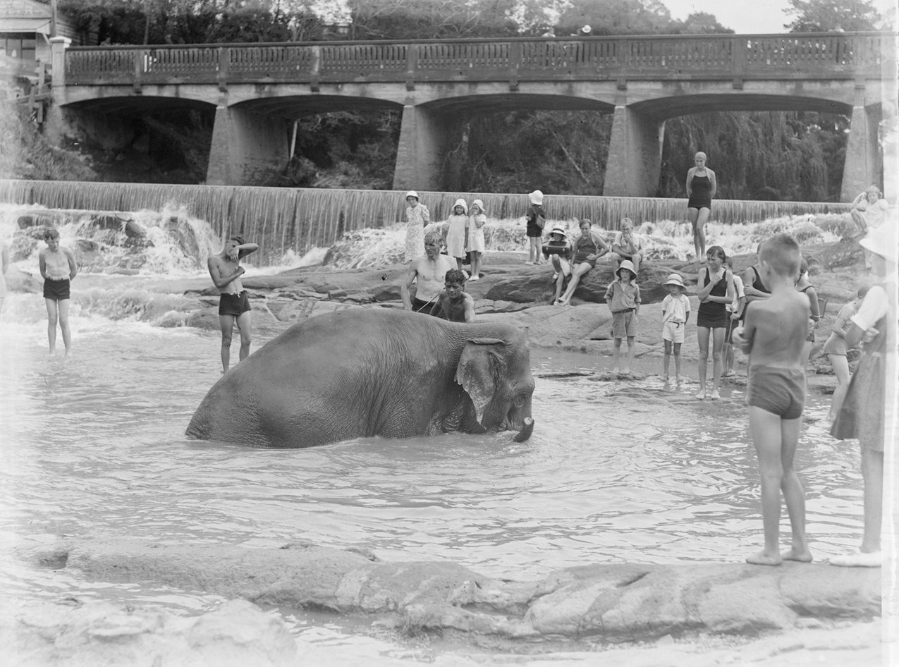 Bridging the Gap: Elephants as Engineers (image credits: wikimedia)