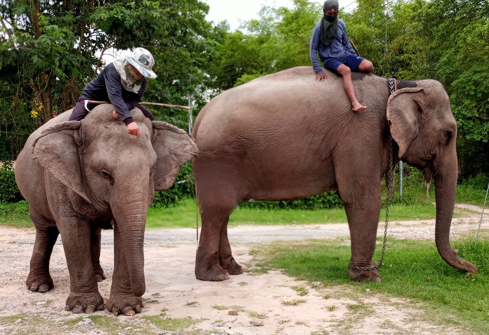 The Mahouts: Guardians of Elephant Wisdom (image credits: wikimedia)