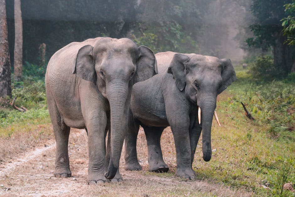 Preserving the Future of Elephants (image credits: pexels)