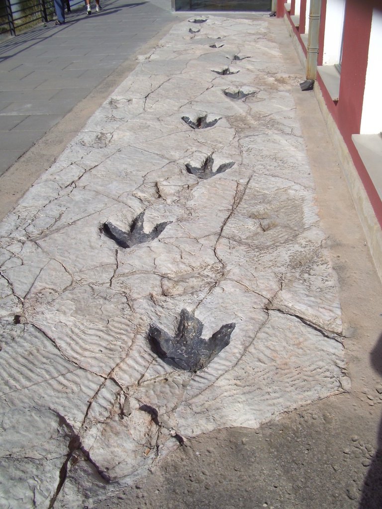 The Science of Paleontology (image credits: wikimedia)