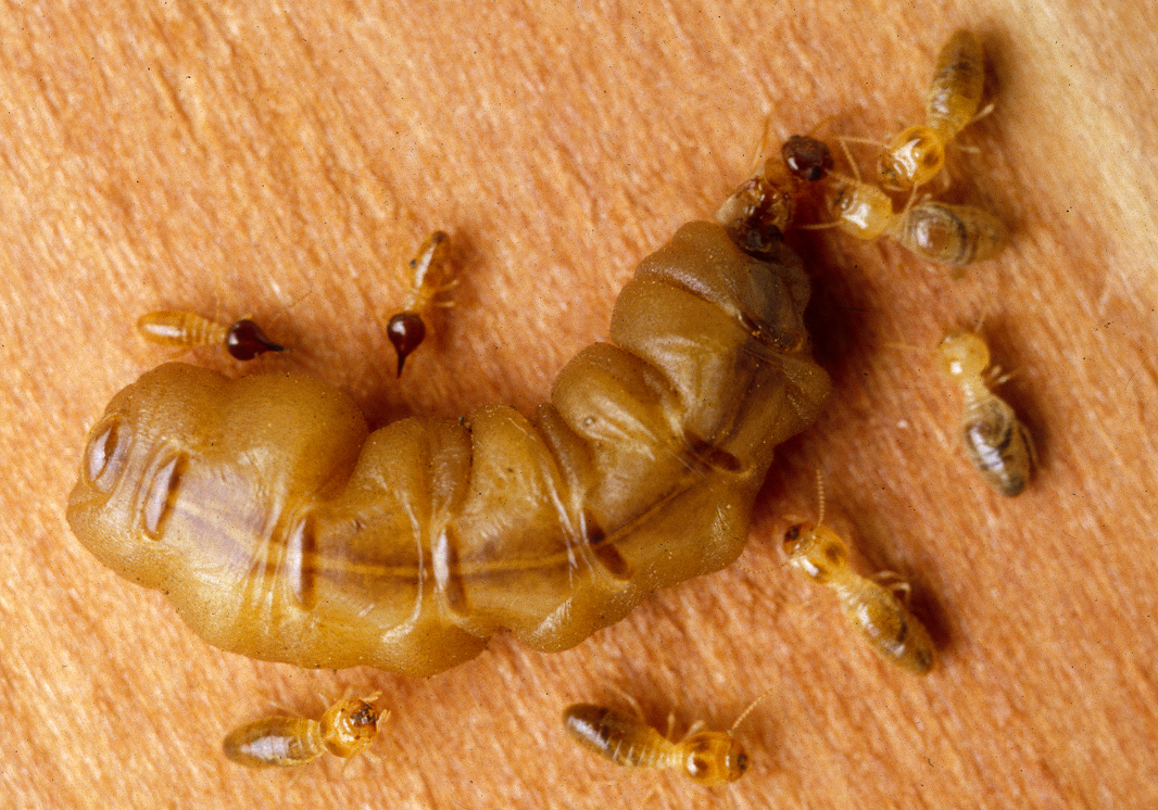 Lessons from the Termite Queen's Chambers (image credits: wikimedia)