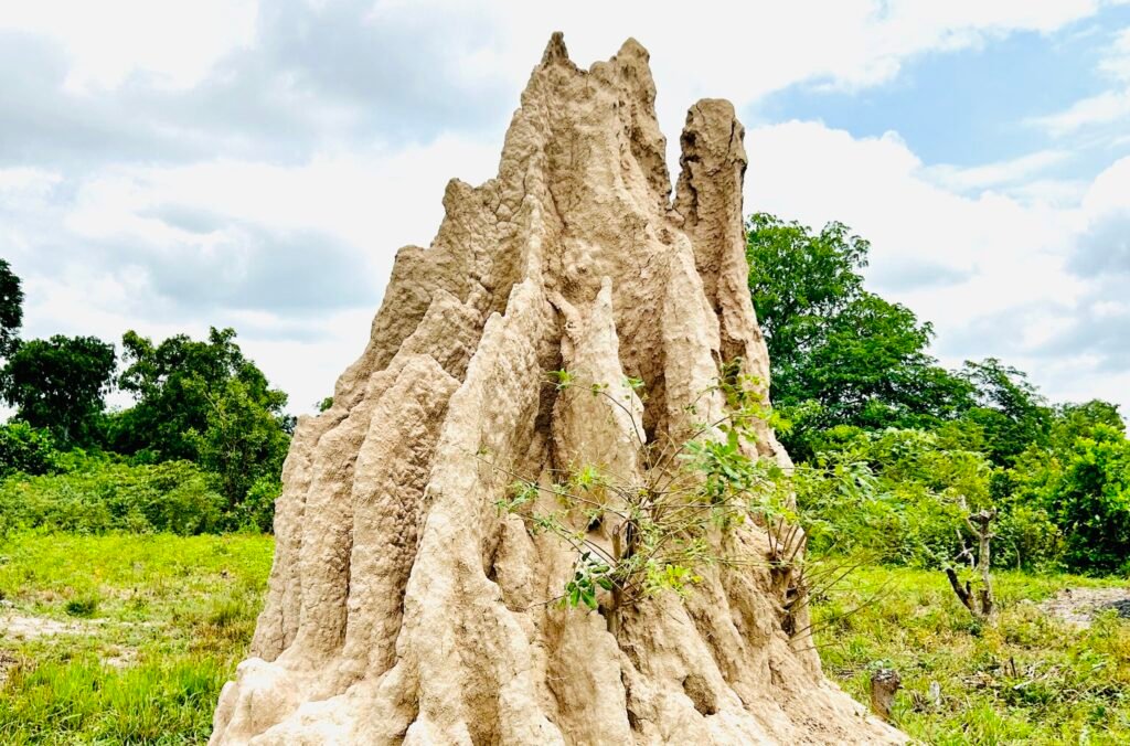 Termites and Sustainable Building Materials