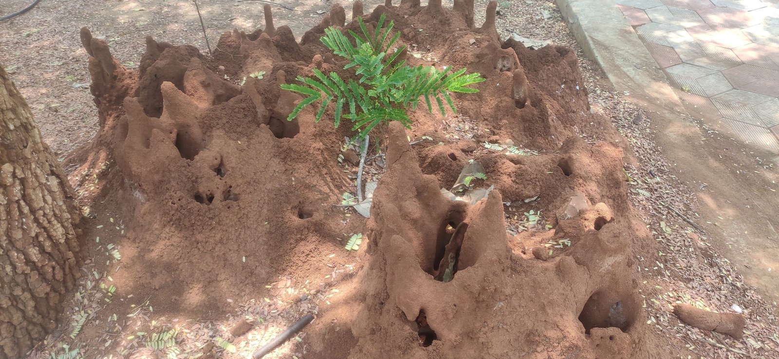 Adapting to Climate Change with Termite-Inspired Buildings (image credits: wikimedia)