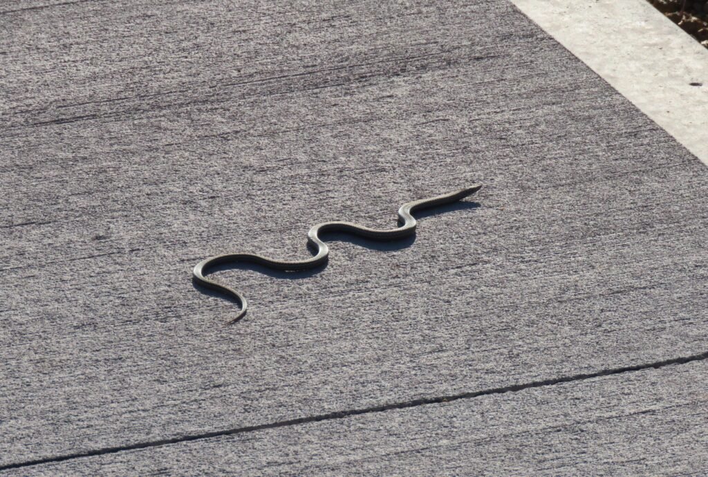 Lizards with Snake-Like Features