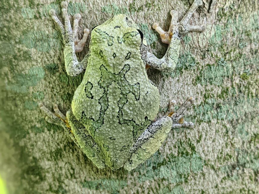 Amphibians in Disguise (image credits: pexels)