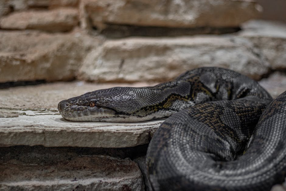 The Role of Evolution in Snake-Like Mimicry (image credits: pexels)
