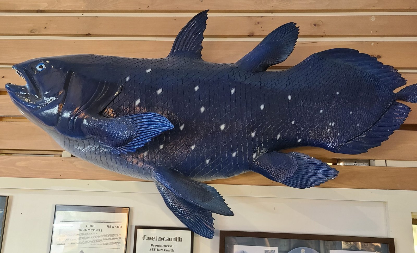 The Iconic Coelacanth (image credits: wikimedia)