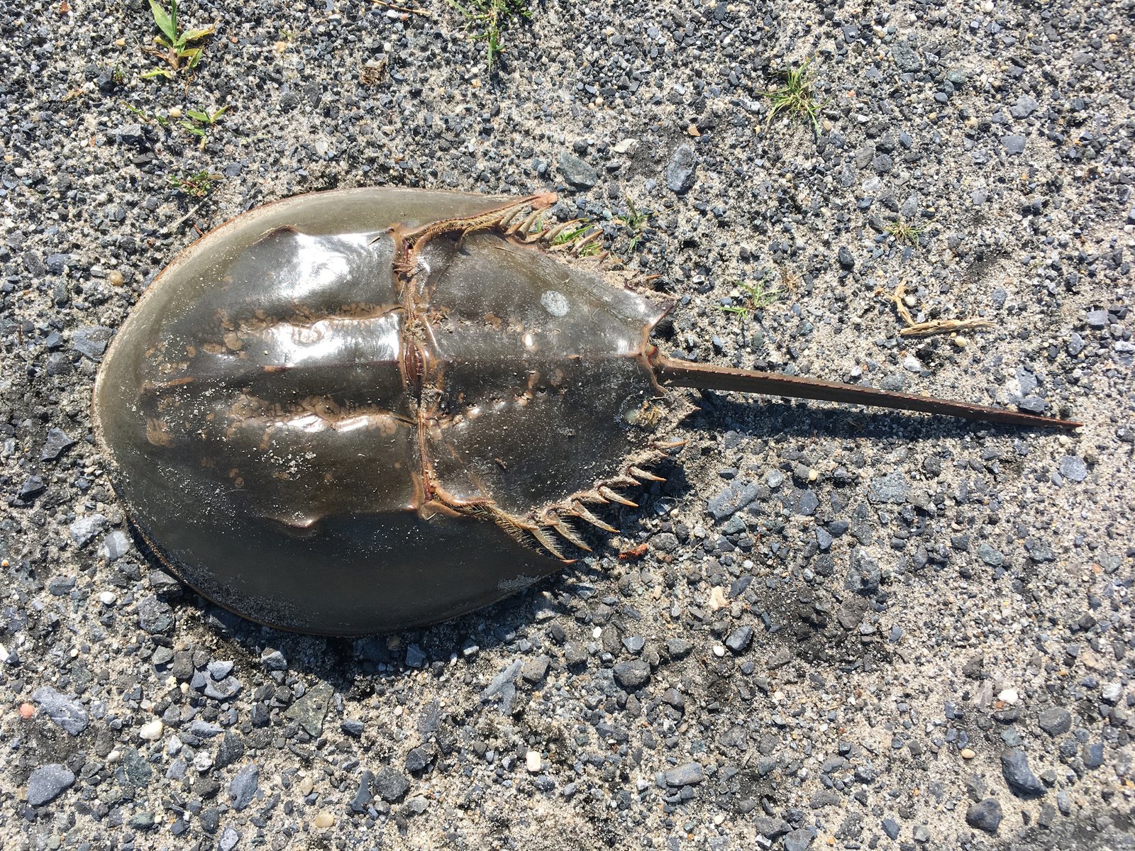 The Enigmatic Horseshoe Crab (image credits: wikimedia)