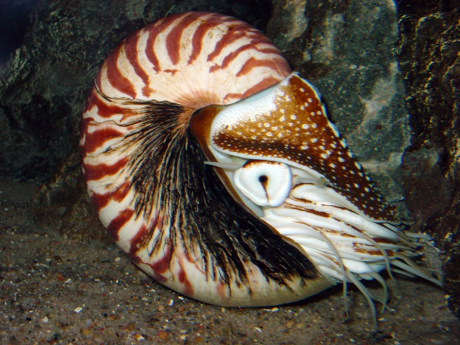 The Mysterious Nautilus (image credits: wikimedia)