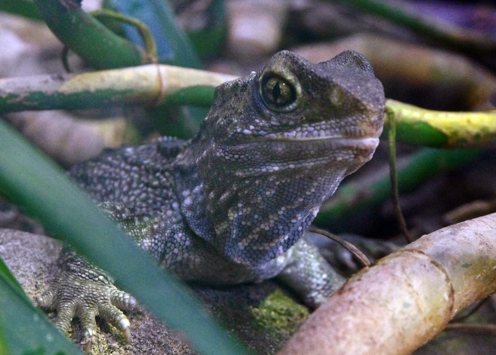 The Ancient Tuatara (image credits: wikimedia)