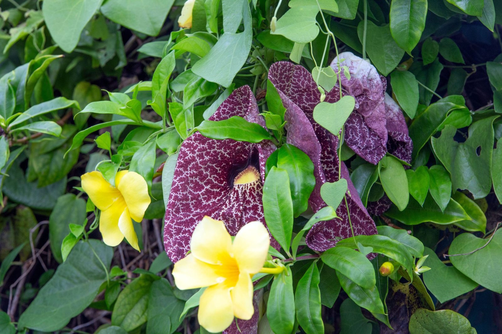 Unveiling the Healing Secrets of Cat’s Claw (image credits: wikimedia)