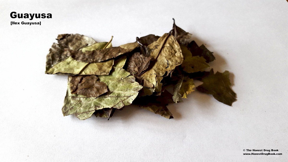 Exploring the Neuroprotective Properties of Guayusa (image credits: wikimedia)