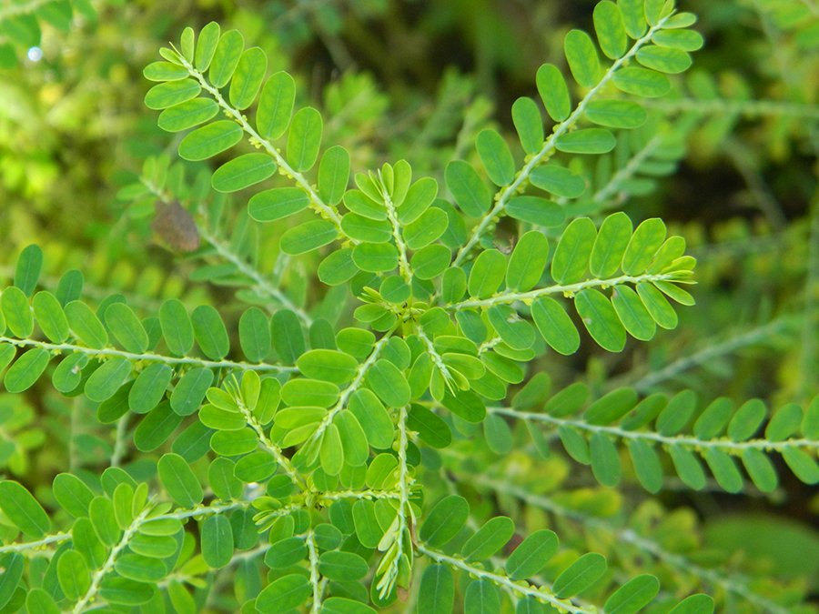 Chanca Piedra: The Stone Breaker (image credits: wikimedia)