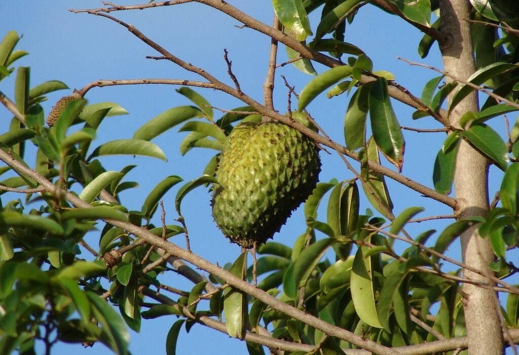 The Anti-Cancer Potential of Graviola