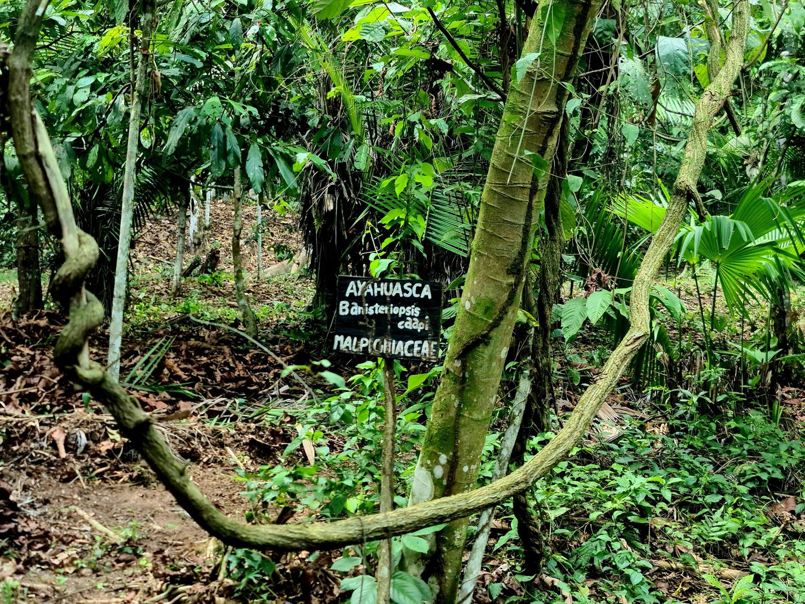 Understanding Ayahuasca: The Ingredients (image credits: wikimedia)