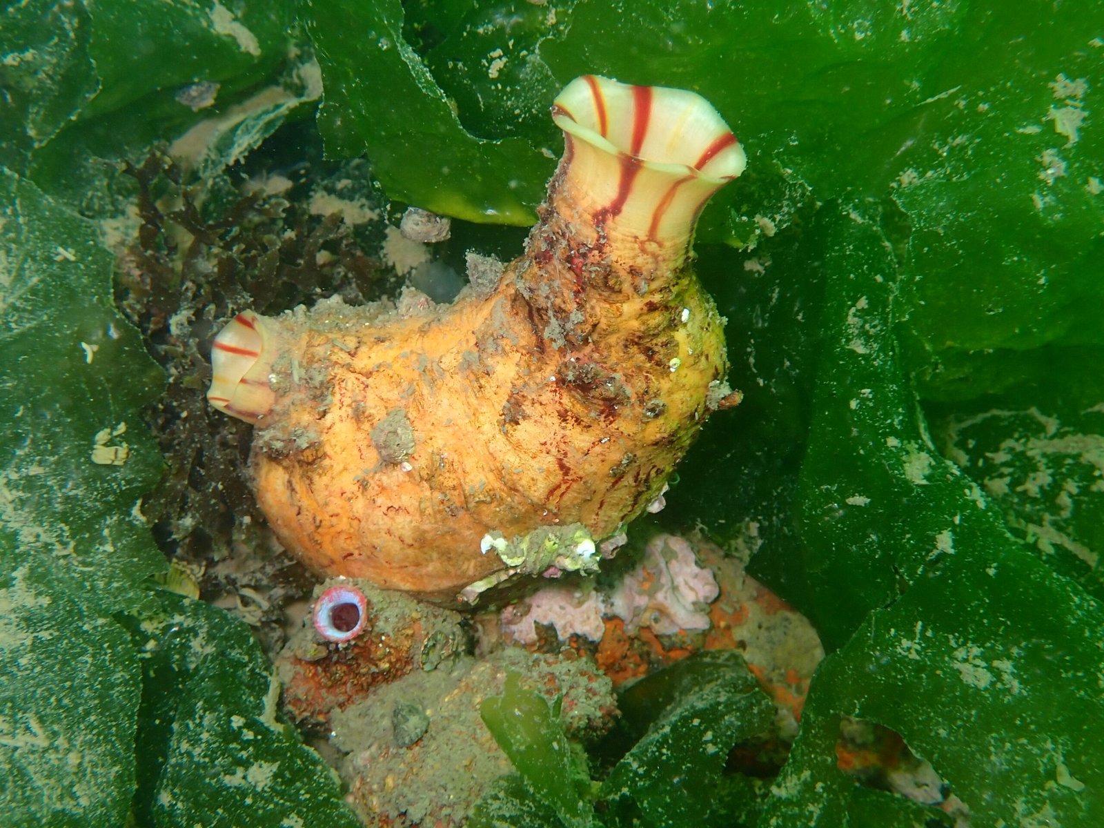 A Closer Look at Their Anatomy (image credits: wikimedia)